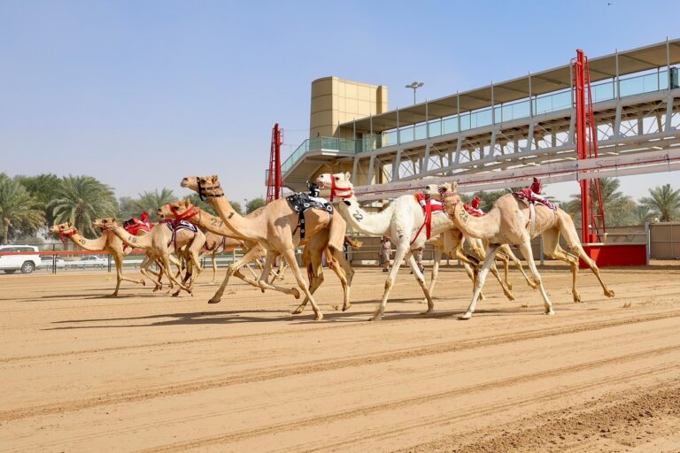 تعرف على أهم فعاليات مهرجان سمو ولي عهد دبي للهجن 2026