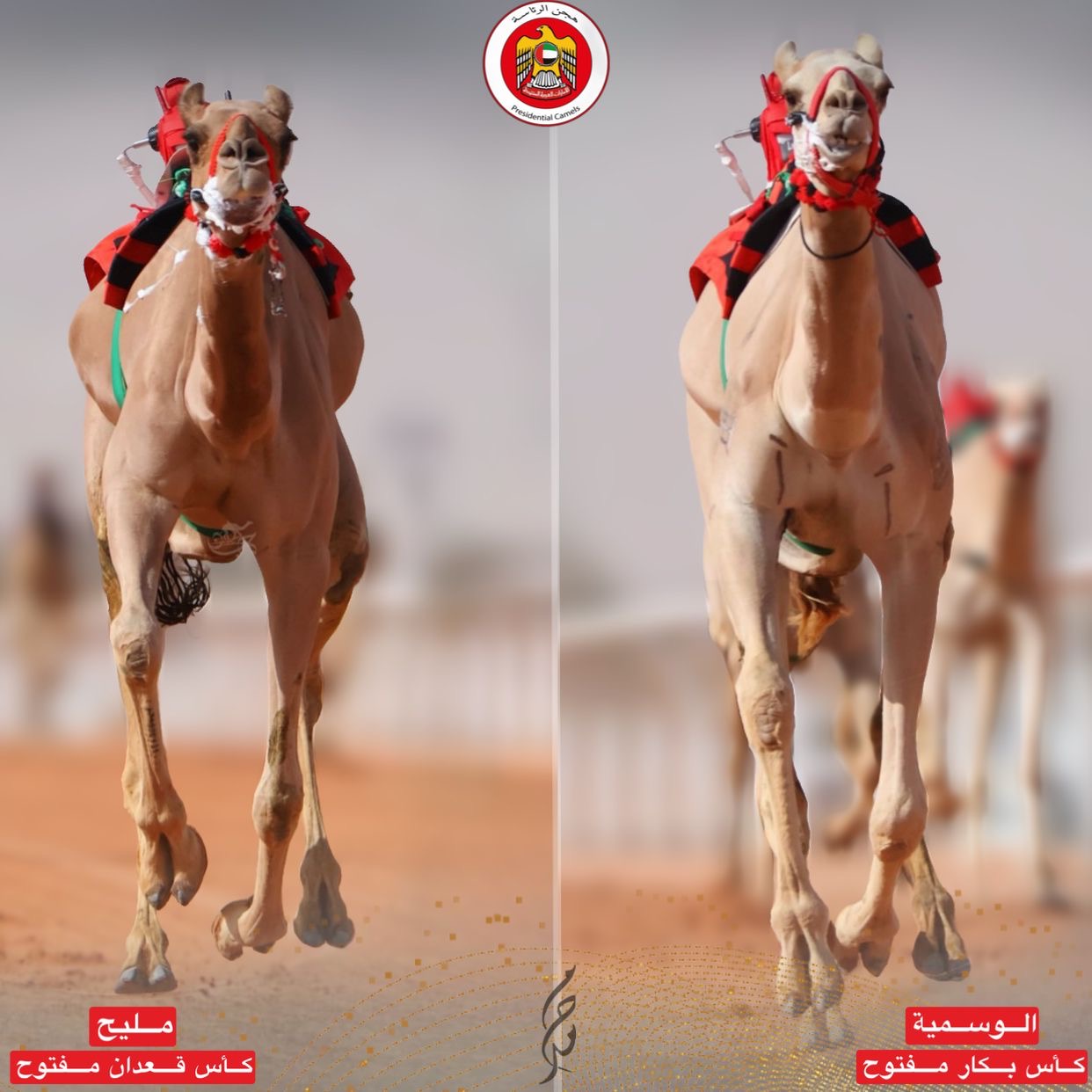 هجن الرئاسة تفرض هيمنتها وتنتزع رموز الثنايا في مهرجان خادم الحرمين الشريفين 2026 بالجنادرية