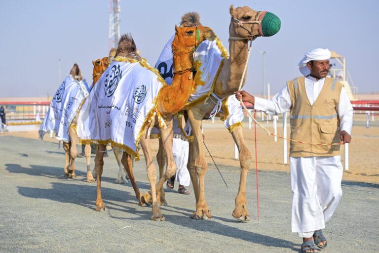7 أشواط لسن المفاريد الشرايا في مزاينة الإبل ضمن المحطة الختامية لمهرجان الظفرة