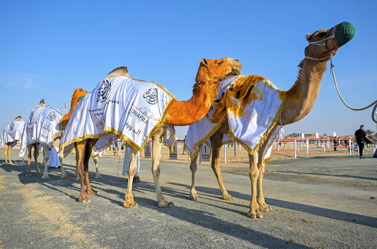 تحت شعار “تراثنا أمانة” مهرجان الظفرة يتوج سن الحول في مزاينة الإبل