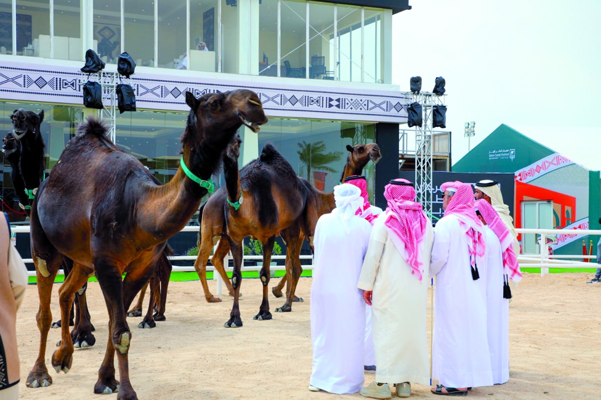 «راعي النظر»… جائزة نوعية جديدة لاكتشاف المواهب التحكيمية في مهرجان قطر للإبل «جزيلات العطا»