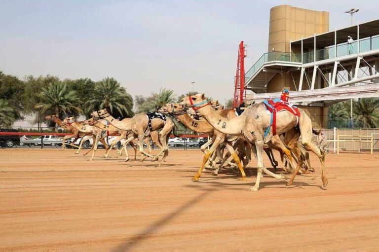 غداً الأحد.. انطلاق النسخة التاسعة من مهرجان سمو ولي عهد دبي للهجن بـ321 شوطاً في المرموم وعودة رموز الشيوخ