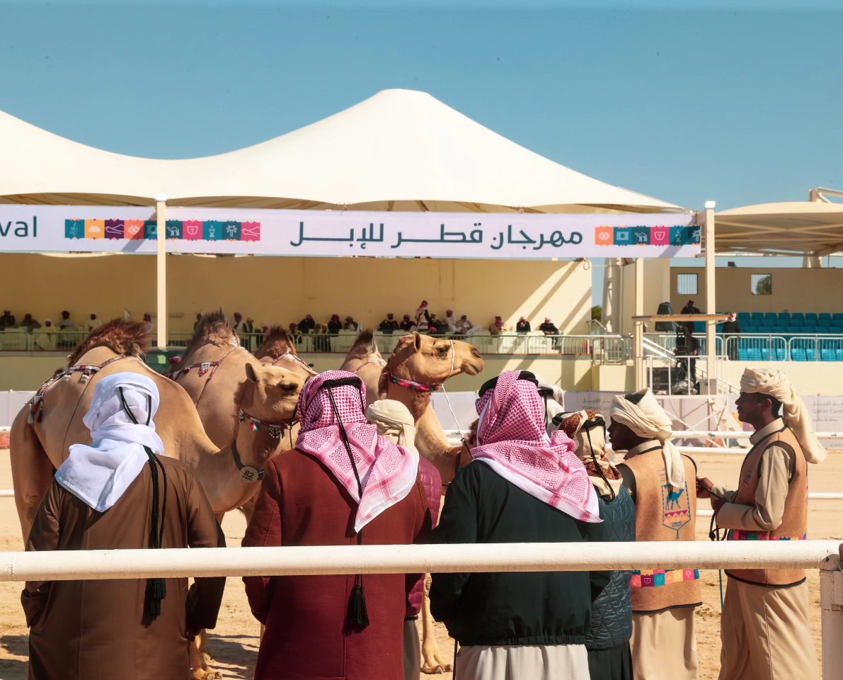 مهرجان قطر للإبل 2026: جزيلات العطا.. فعاليات مستمرة في عشق جمال الإبل