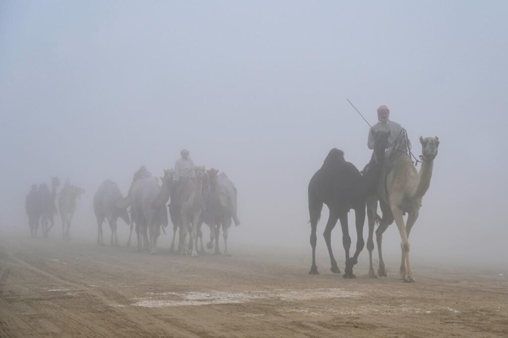 حين تُفتح البوابات… تبدأ رحلة الجمال في مزاينة الظفرة || تقرير خاص||