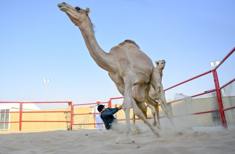 «انسف القعود».. مهارة الأجداد تعود إلى الواجهة في مهرجان الظفرة