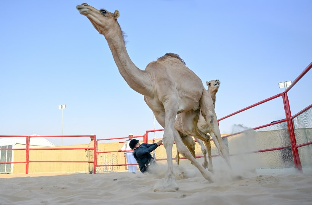 «انسف القعود».. مهارة الأجداد تعود إلى الواجهة في مهرجان الظفرة