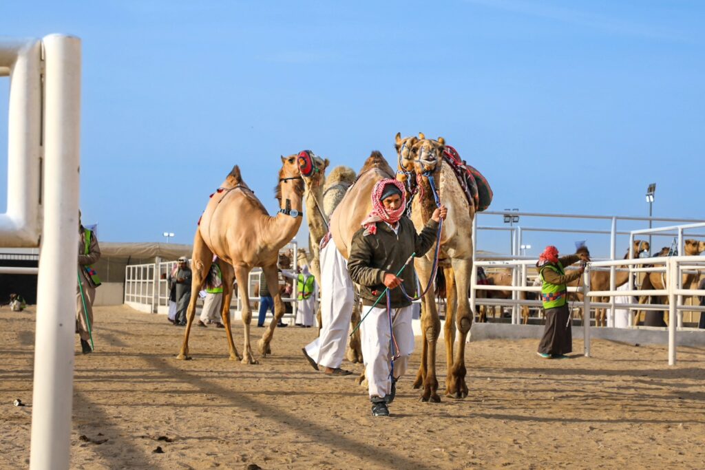 مهرجان قطر للإبل «جزيلات العطا» 2026… لوحة حية من التراث والمنافسة في لبصير