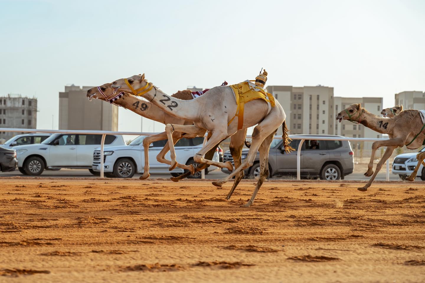 نتائج سباق مهرجان خادم الحرمين الشريفين 2026 ـ سن اللقايا لأبناء القبائل