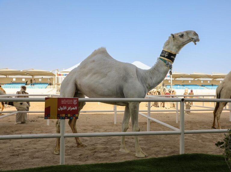 الشرافي ينتزع سيف “المغاتير الوضح”  بمهرجان قطر للإبل «جزيلات العطا» 2026