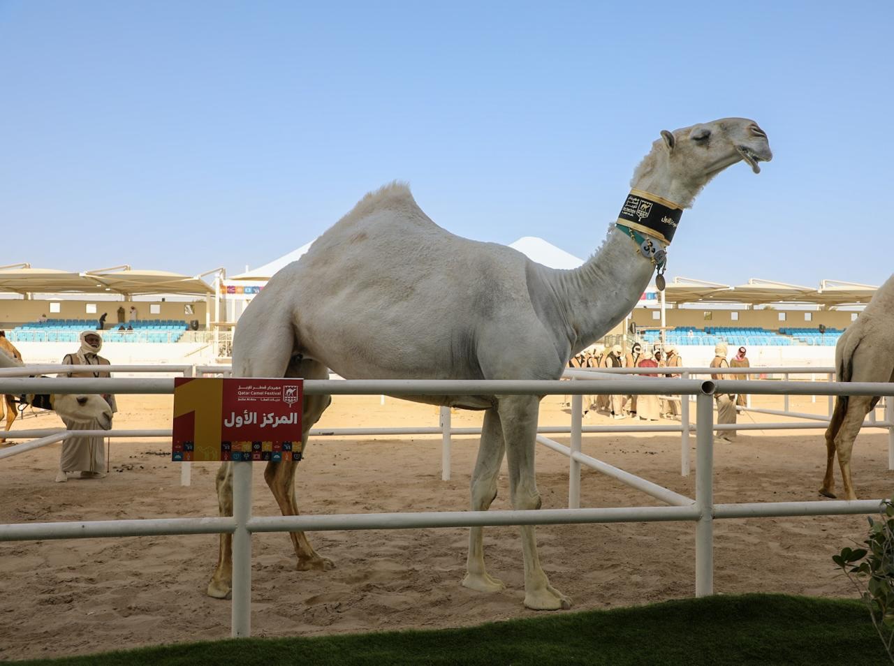 الشرافي ينتزع سيف “المغاتير الوضح”  بمهرجان قطر للإبل «جزيلات العطا» 2026