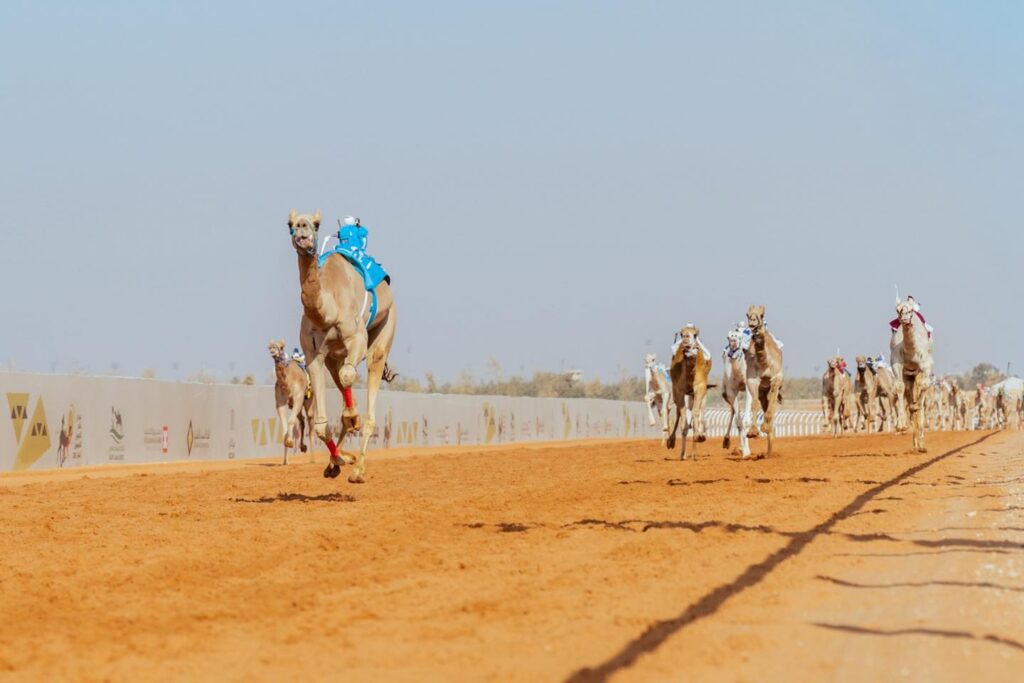سباق مهرجان خادم الحرمين الشريفين 2026 : نتائج أشواط سن اللقايا لأبناء القبائل