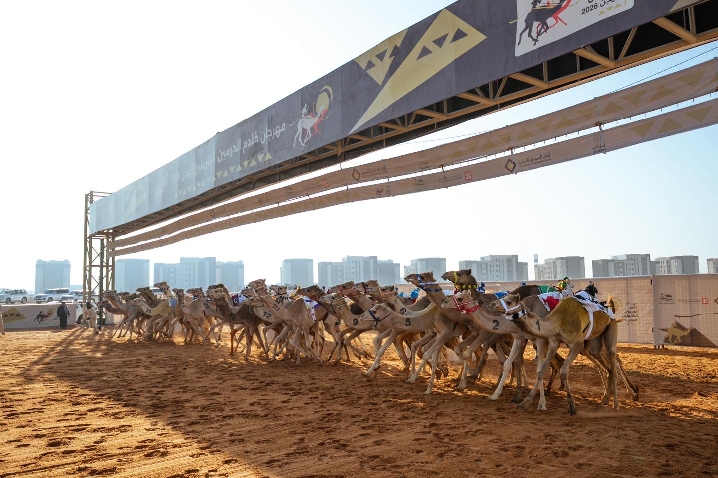 سباق مهرجان خادم الحرمين الشريفين 2026 : نتائج أشواط الثنايا لأبناء القبائل الفترة المسائية