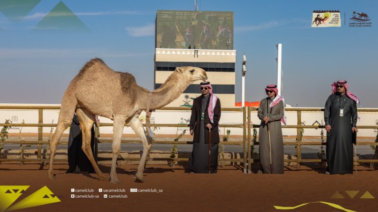 غداً.. تتويج أبطال كؤوس مهرجان خادم الحرمين الشريفين لفئة”الجذاع” والجوائز 5.5 ملايين ريال