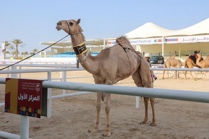  تقاسم الألقاب في أشواط المفاريد الدولية ضمن منافسات الأصايل بمهرجان جزيلات العطا 2026