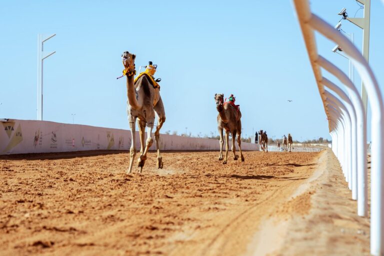 الجوائز 14.3 مليون ريال .. غداً ختام منافسات رابع فئات الهجن في مهرجان خادم الحرمين الشريفين