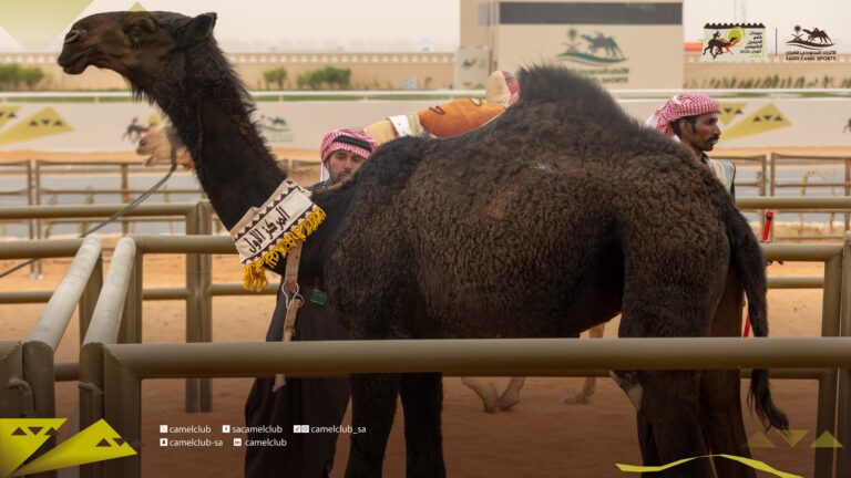 اختتام أشواط “المزاين” بتتويج الملاك السعوديين بلوني “المجاهيم” و “الوضح”