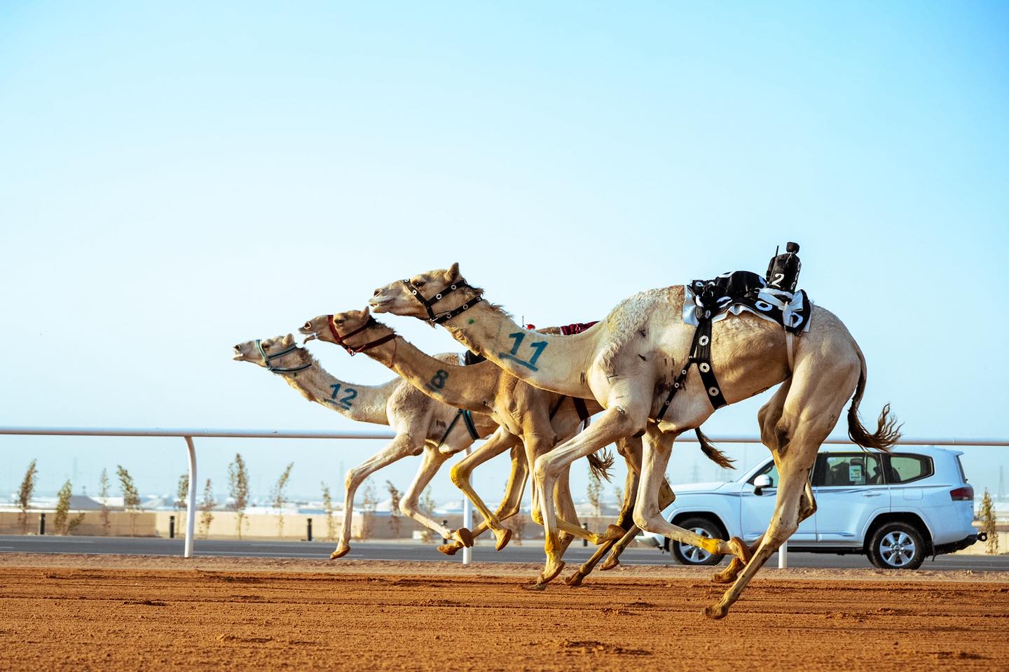 العاصفة تفتتح الأشواط الصباحية لسن الثنايا بمهرجان خادم الحرمين الشريفين 2026