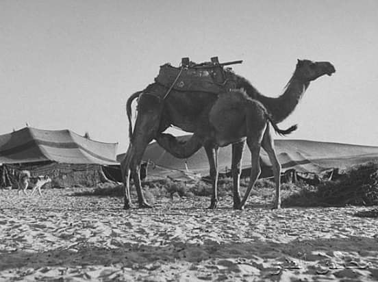 الإبل وبيت الشعر.. توأم الصحراء وذاكرة الحياة البدوية