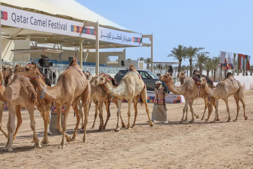 «جزيلات العطا» يشعل المنافسة بين الشلفا والبندق… صراع تكتيكات وحضور دولي وفعاليات نابضة بالحياة