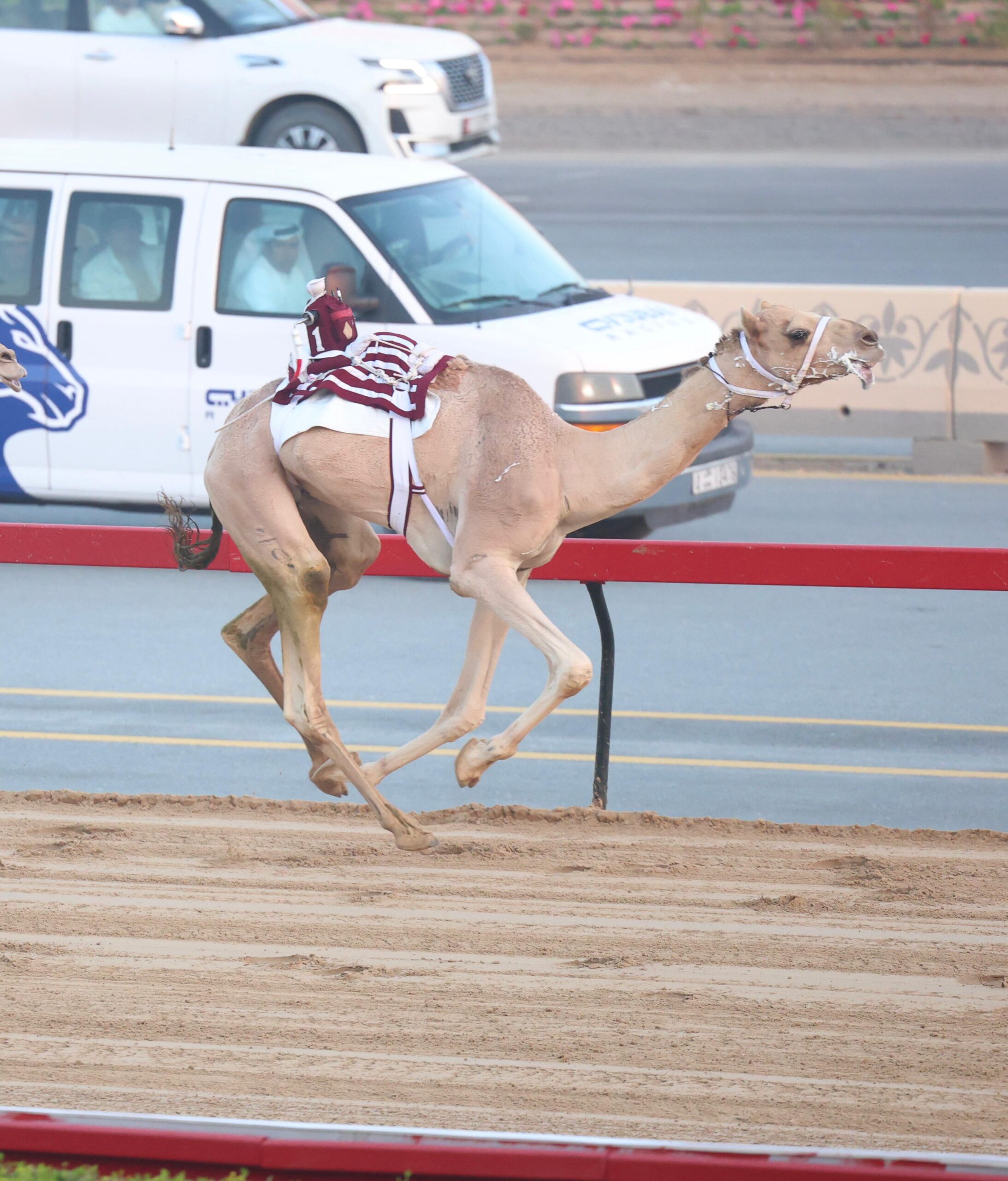 نتائج أشواط سن الإيذاع لأصحاب السمو الشيوخ بمنافسات سباق مهرجان سمو ولي عهد دبي 2026