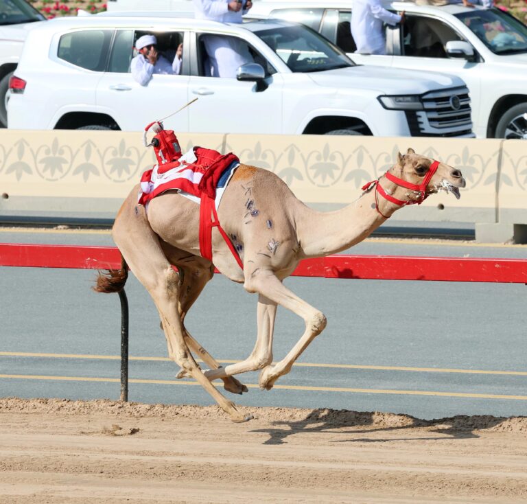«الشهامة» تنتزع كأس الإيذاع (بكار مفتوح) وتهديه لهجن الرئاسة في مهرجان سمو ولي عهد دبي 2026
