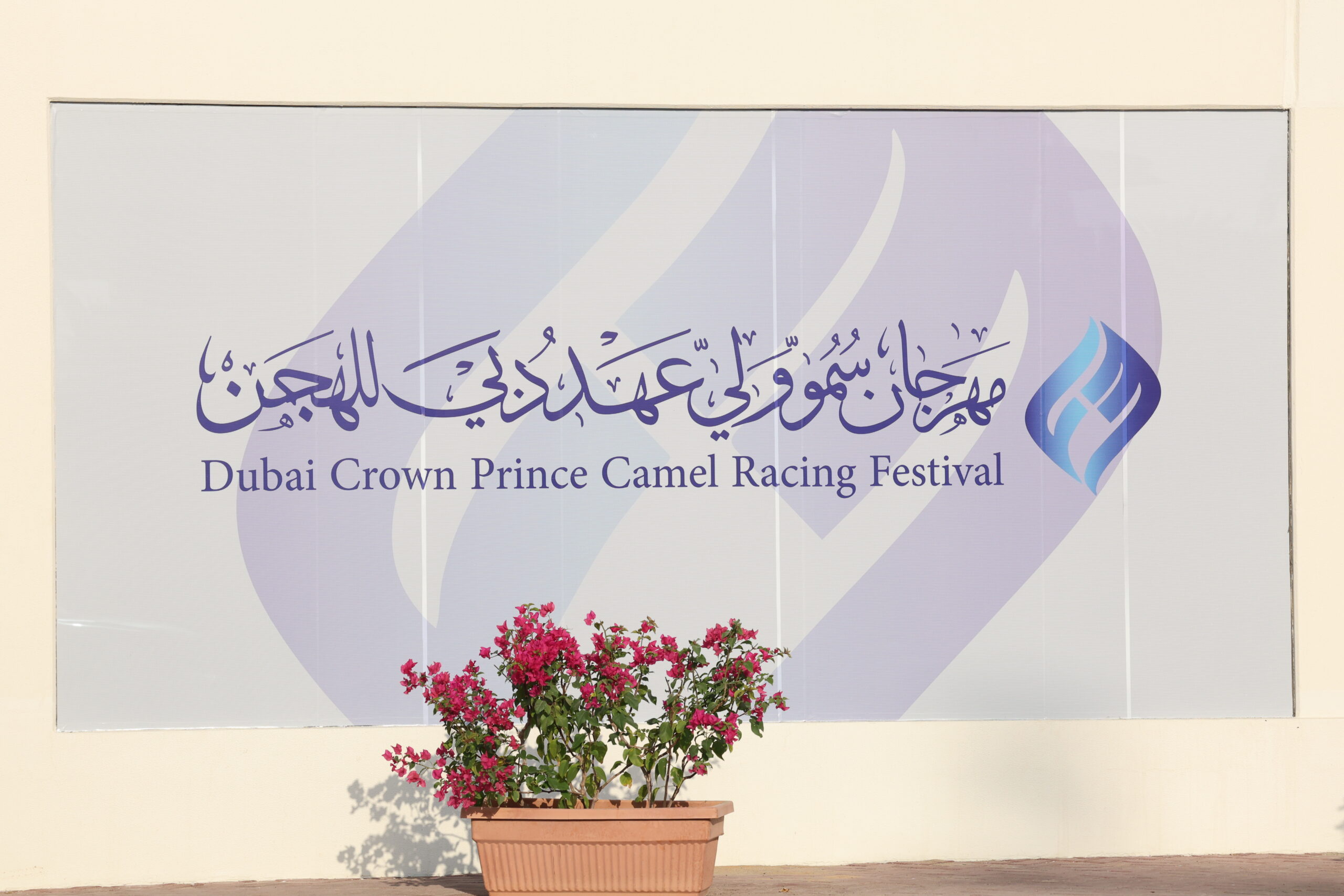 مهرجان ولي عهد دبي للهجن 2026… المرموم يجمع ملاك الهجن تحت راية التراث