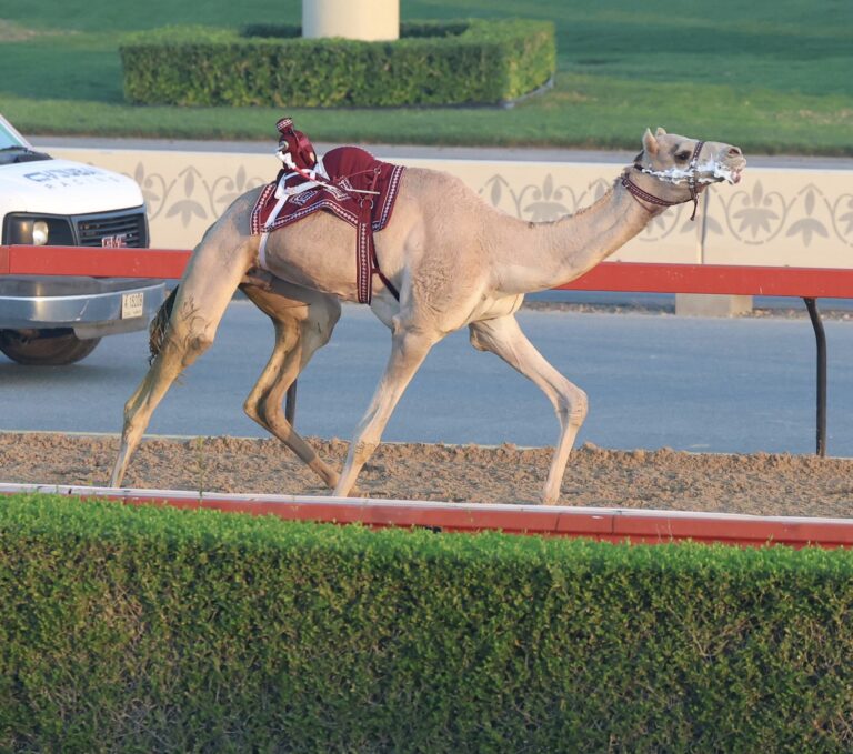 سباق مهرجان سمو ولي عهد دبي 2026 : نتائج سن الحول والزمول الصباحية
