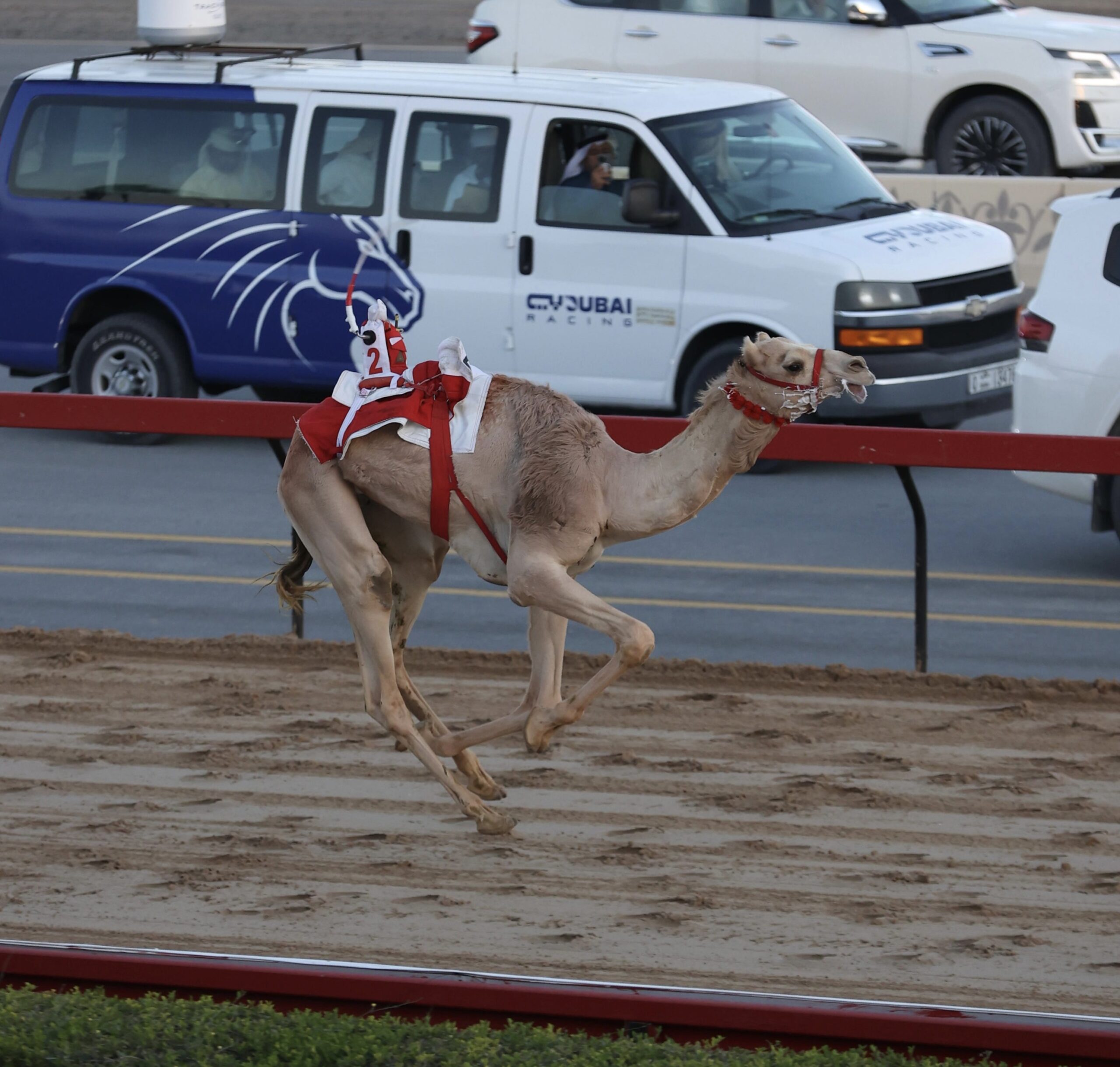 “طاغى” سجل التوقيت الإفضل .. توصل منافسات سباق مهرجان  ولى عهد  دبى 2026 بأشواط الحقايق 