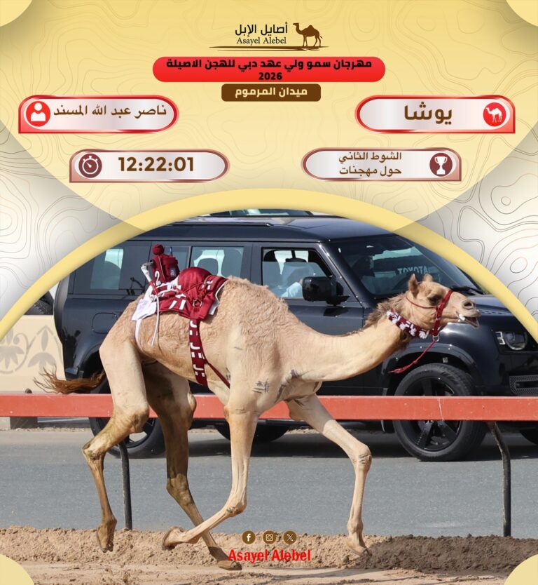 نتائج أشواط سن الحول والزمول لأبناء القبائل  بسباق مهرجان سمو ولى عهد دبي