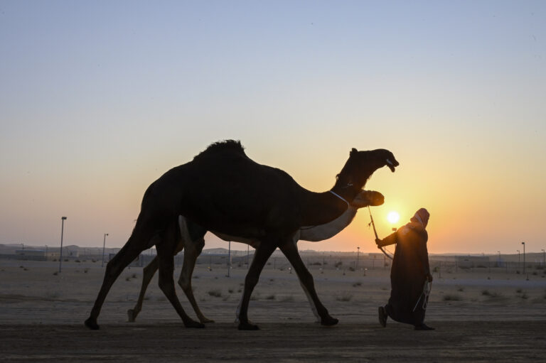 تحت رعاية رئيس الدولة..مهرجان الظفرة الـ 19 ينطلق غداً بمحطته الختامية