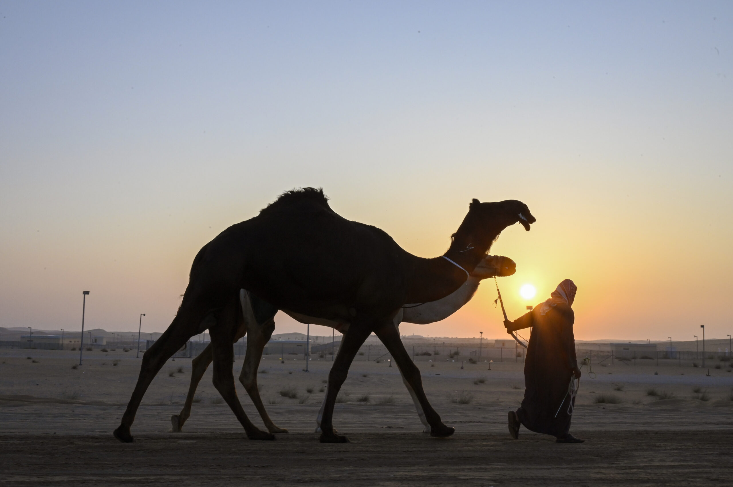 تحت رعاية رئيس الدولة..مهرجان الظفرة الـ 19 ينطلق غداً بمحطته الختامية