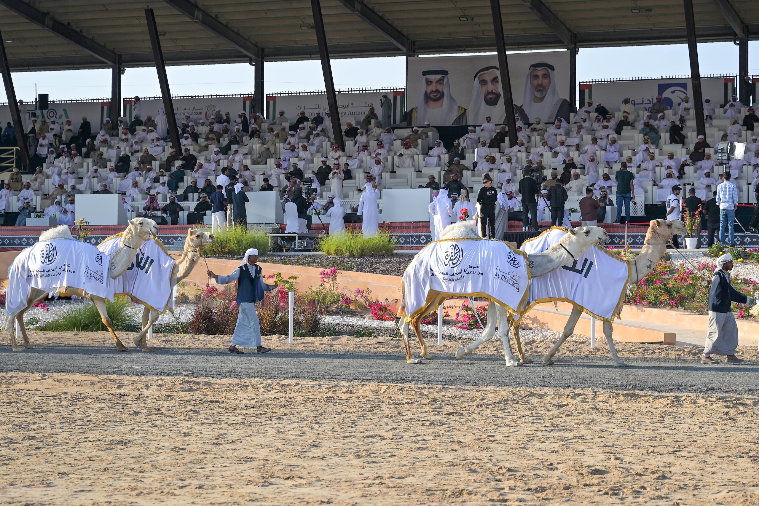 استمرار منافسات مزاينة الإبل في المحطة الختامية لمهرجان الظفرة