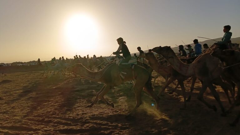 ختام  سباق ” سهل السر” التراثي للهجن بسيناء