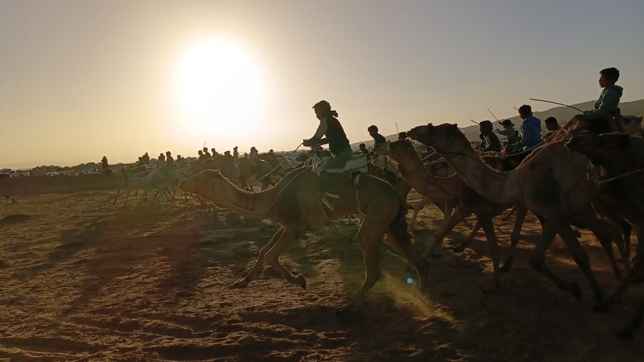 ختام  سباق ” سهل السر” التراثي للهجن بسيناء