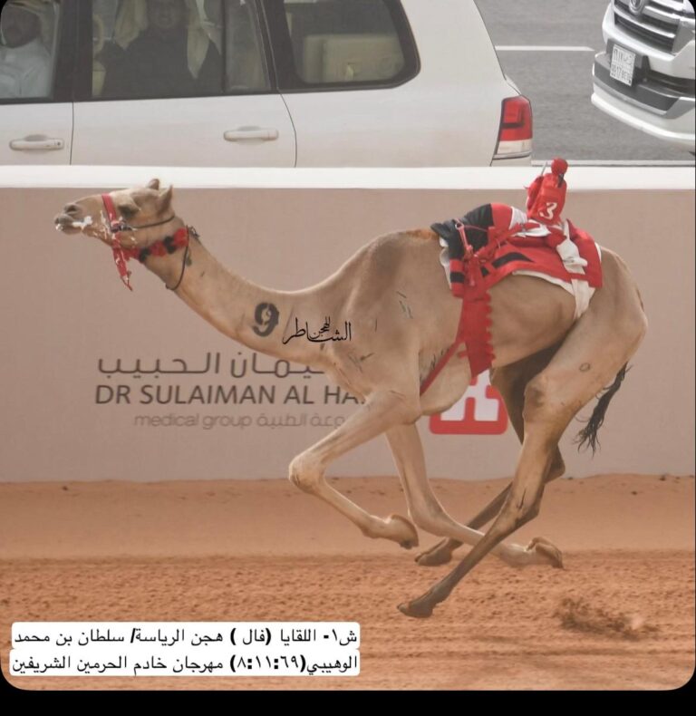 هجن الرئاسة  تواصل تألقها  وتصدر أشواط سباق مهرجان خادم الحرمين الشريفين 2026