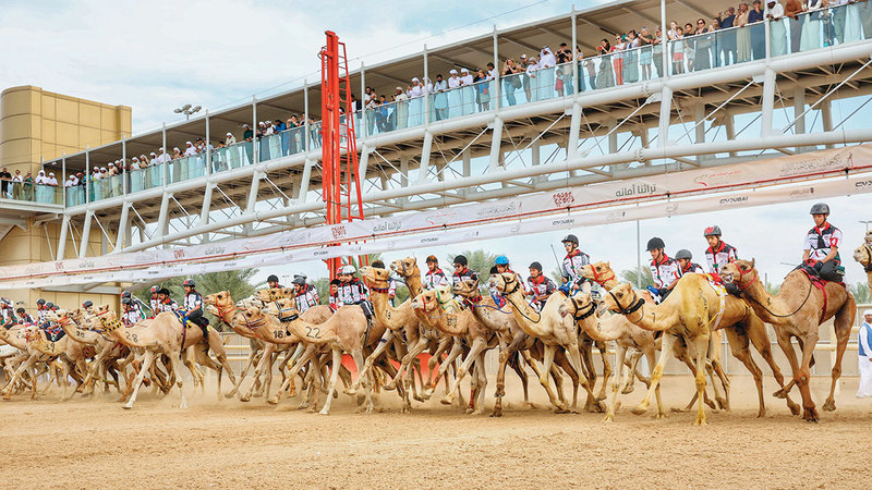 66 متسابقاً يختتمون ماراثون اليوم الوطني للهجن في المرموم ضمن مهرجان ولي عهد دبي .. صور
