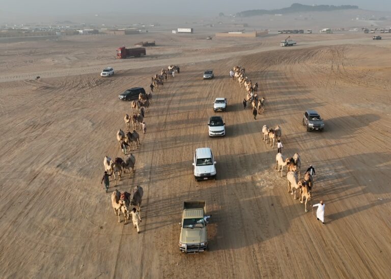 الظفرة في محطتها الختامية: قوافل الإبل تتوافد وسباق الرموز ينطلق في الدورة الـ19