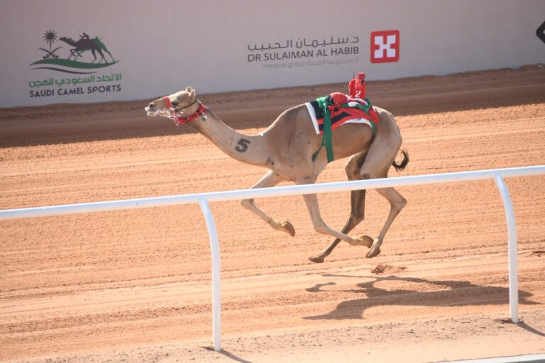 الهجن الإماراتية تقول كلمتها وتغادر بنواميس اللقايا بالجنادرية