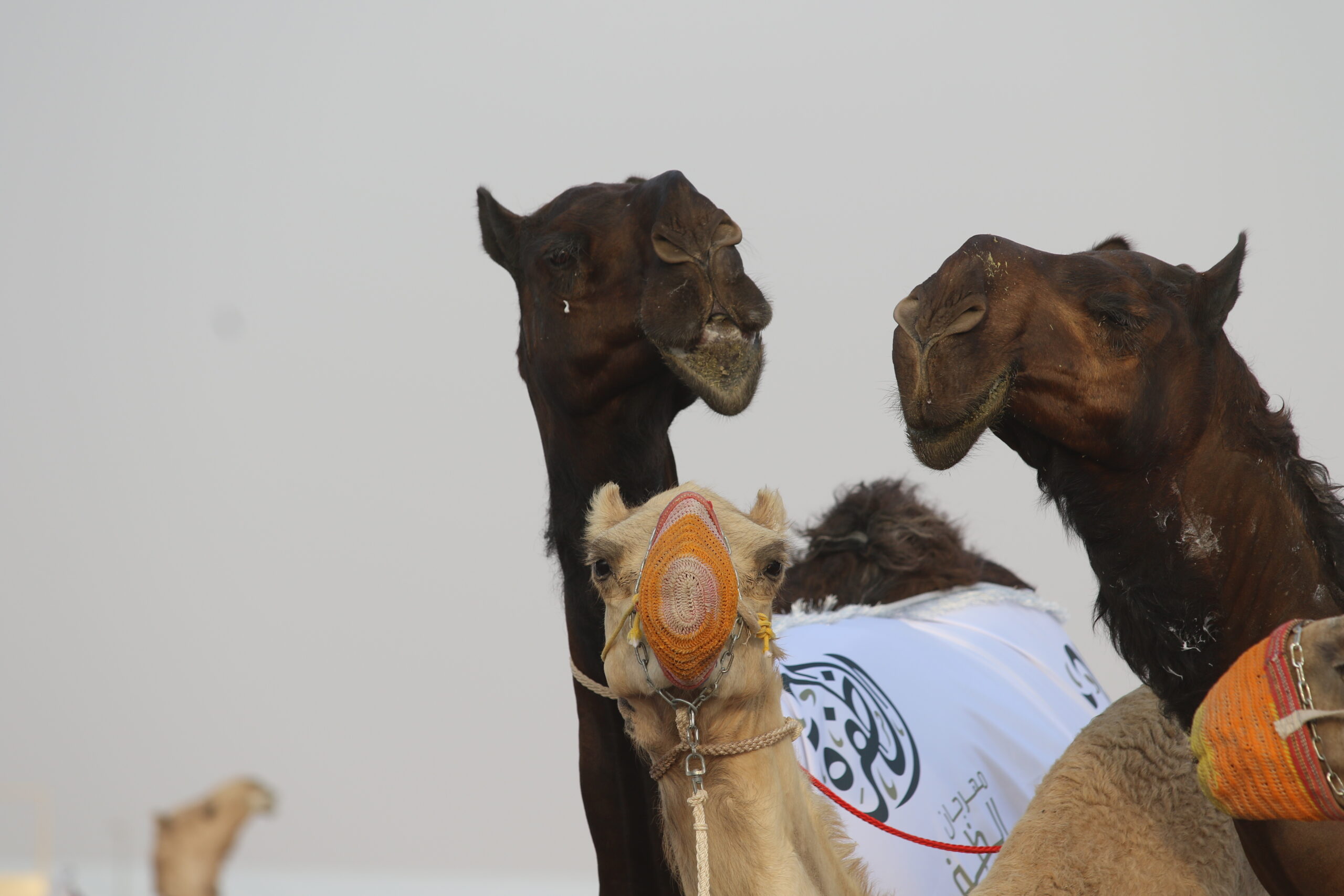 مهرجان الظفرة الـ19: مزاينة الإبل جمال أصيل يستقطب عشاق التراث في المحطة الختامية