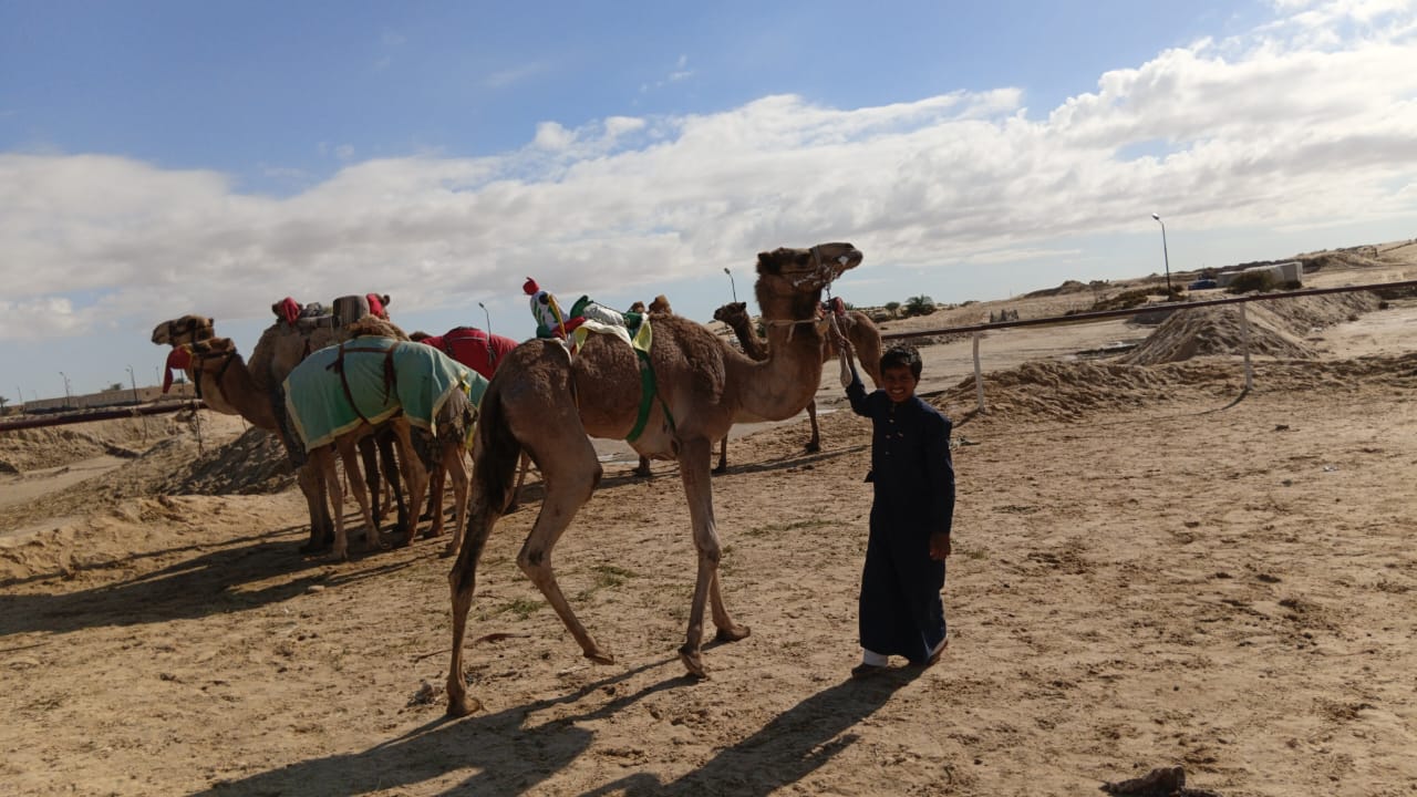 من ميادين مصر إلى المستقبل.. هجانة صغار يحافظون على تراث الأجداد في الماراثونات الطويلة