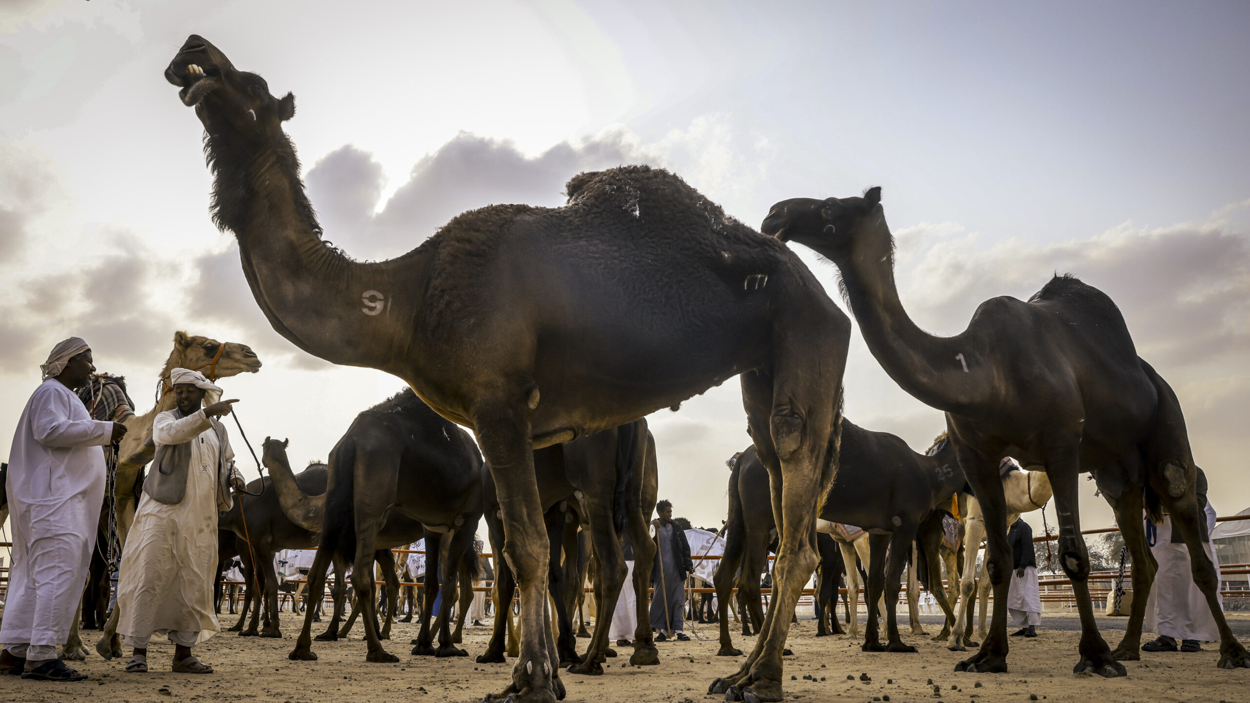 من سويحان إلى الظفرة.. الإبل تكتب حكاية الجمال والتراث في أكبر مزاينة خليجية