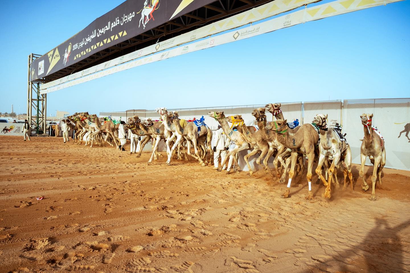 مهرجان خادم الحرمين الشريفين 2026  : نتائج  أشواط الثنايا لأبناء القبائل صباح اليوم