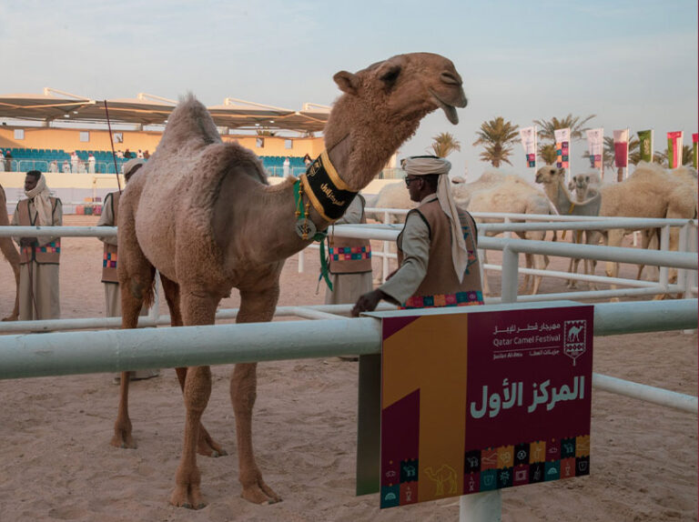 مهرجان قطر للإبل.. تتويج الفائزين في أشواط اللقايا الأصايل