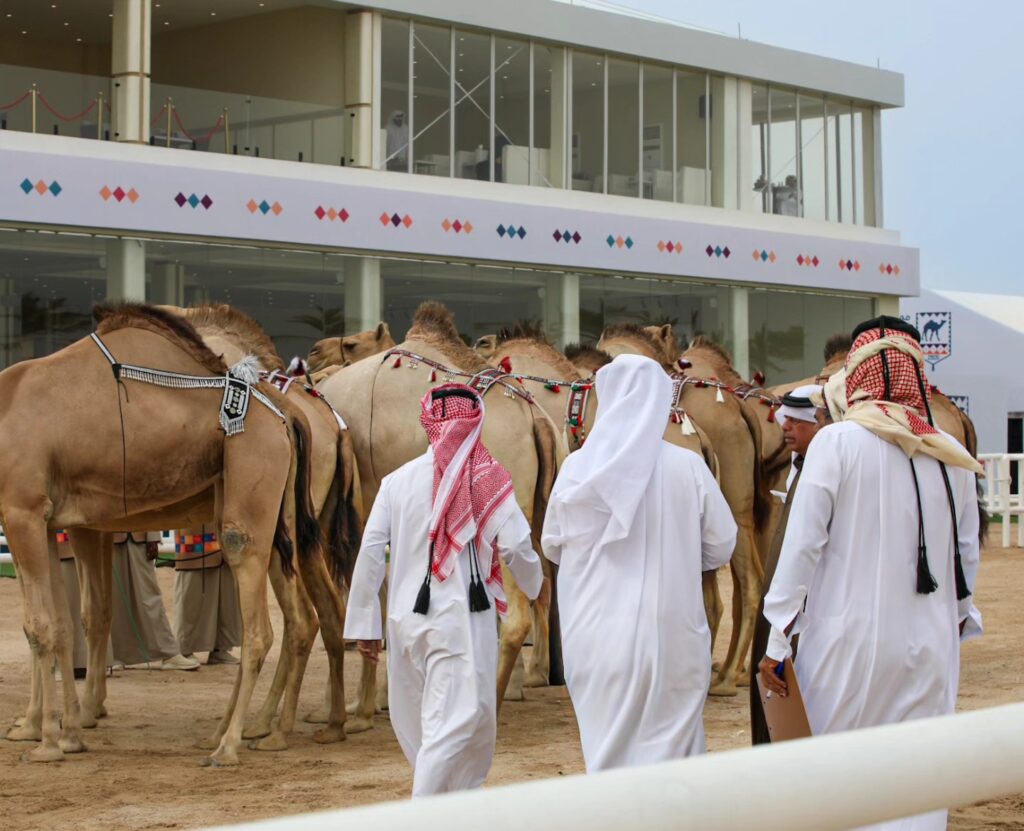 تواصل منافسات أشواط الجذاع ضمن فئة الأصايل لمهرجان قطر للإبل "جزيلات العطا"