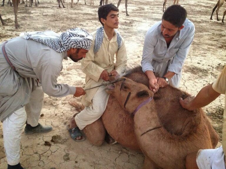 وسم الإبل في سيناء… نارُ الهوية وحارسُ الملكية في ذاكرة الصحراء