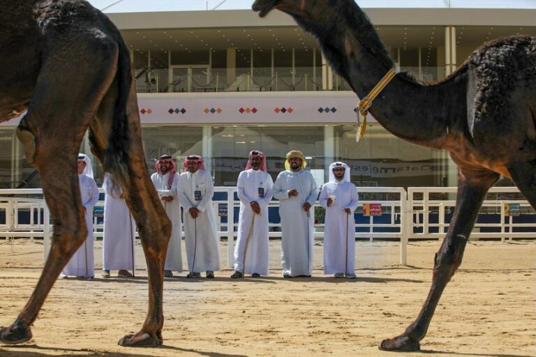 شوط البندق يشعل ختام المجاهيم في مهرجان قطر للإبل.. 123 مطية تتنافس على الذهب