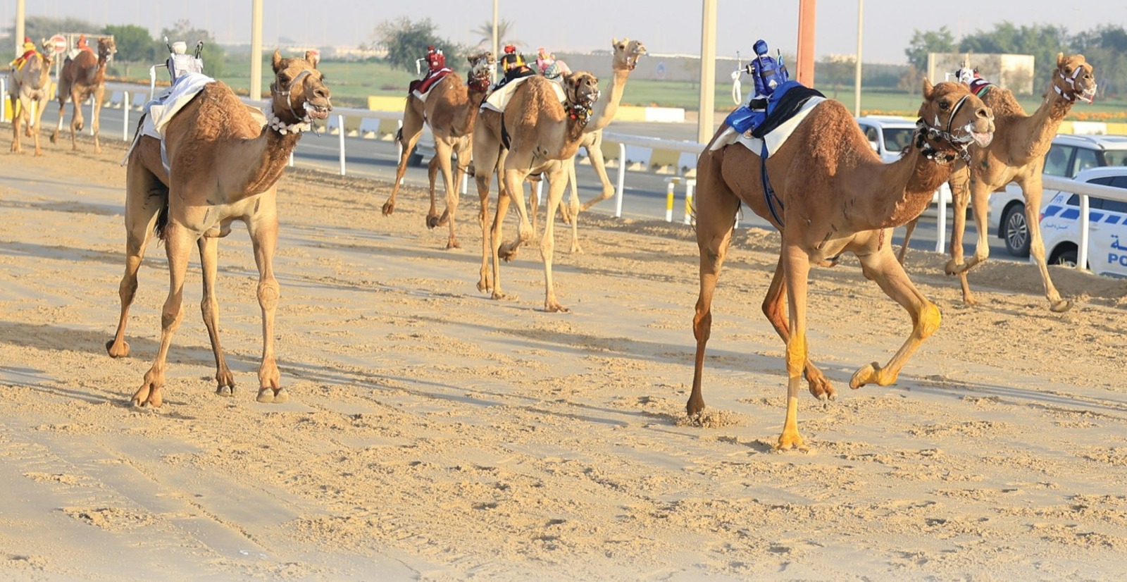 الملاك يتقاسمون رموز الثنايا في مهرجان الأمير الوالد للهجن