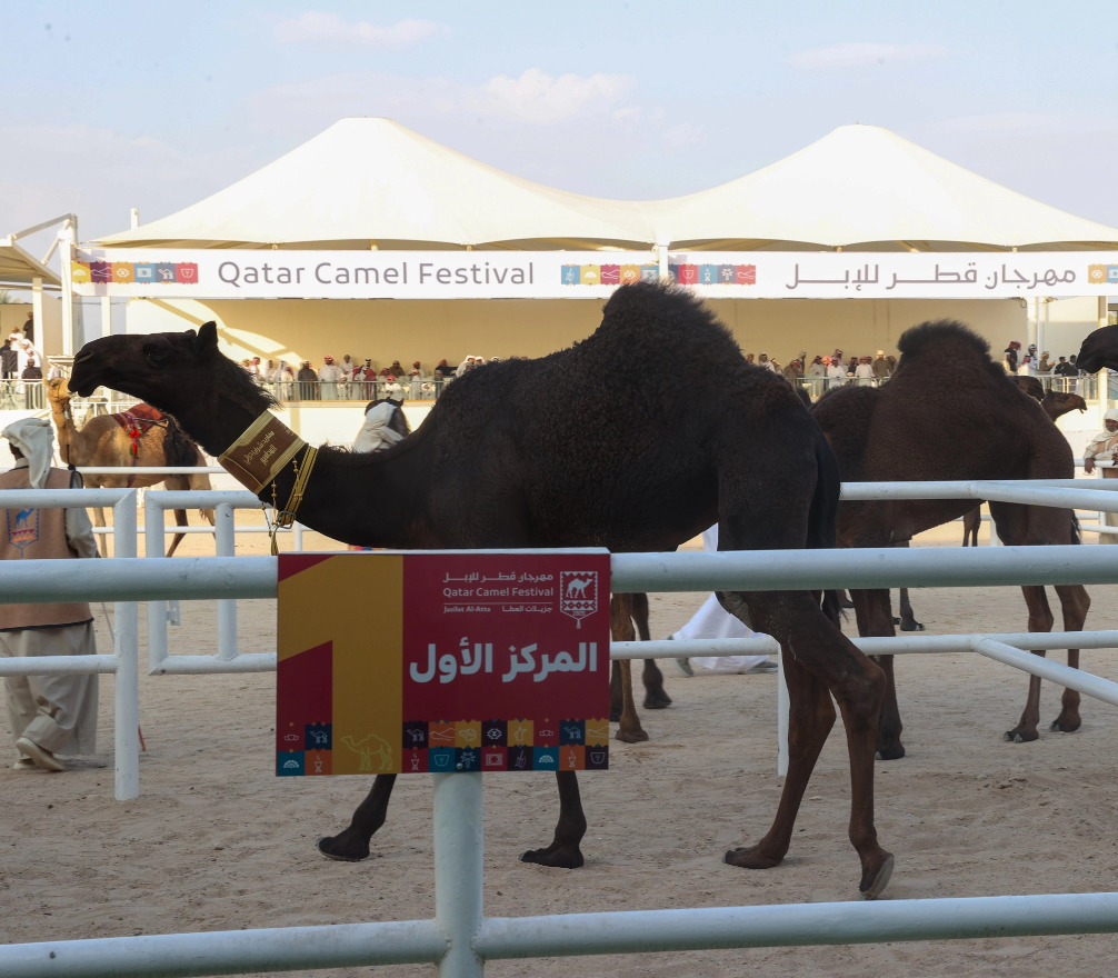 293 مطية تشعل التحدي في أشواط المفاريد الدولية للمجاهيم بمهرجان قطر للإبل «جزيلات العطا»