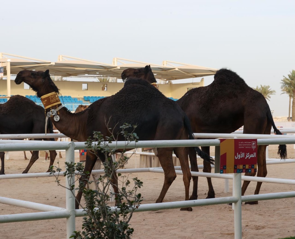 البندق والسيف يشعلان منافسات المجاهيم في مهرجان قطر للإبل «جزيلات العطا» 2026