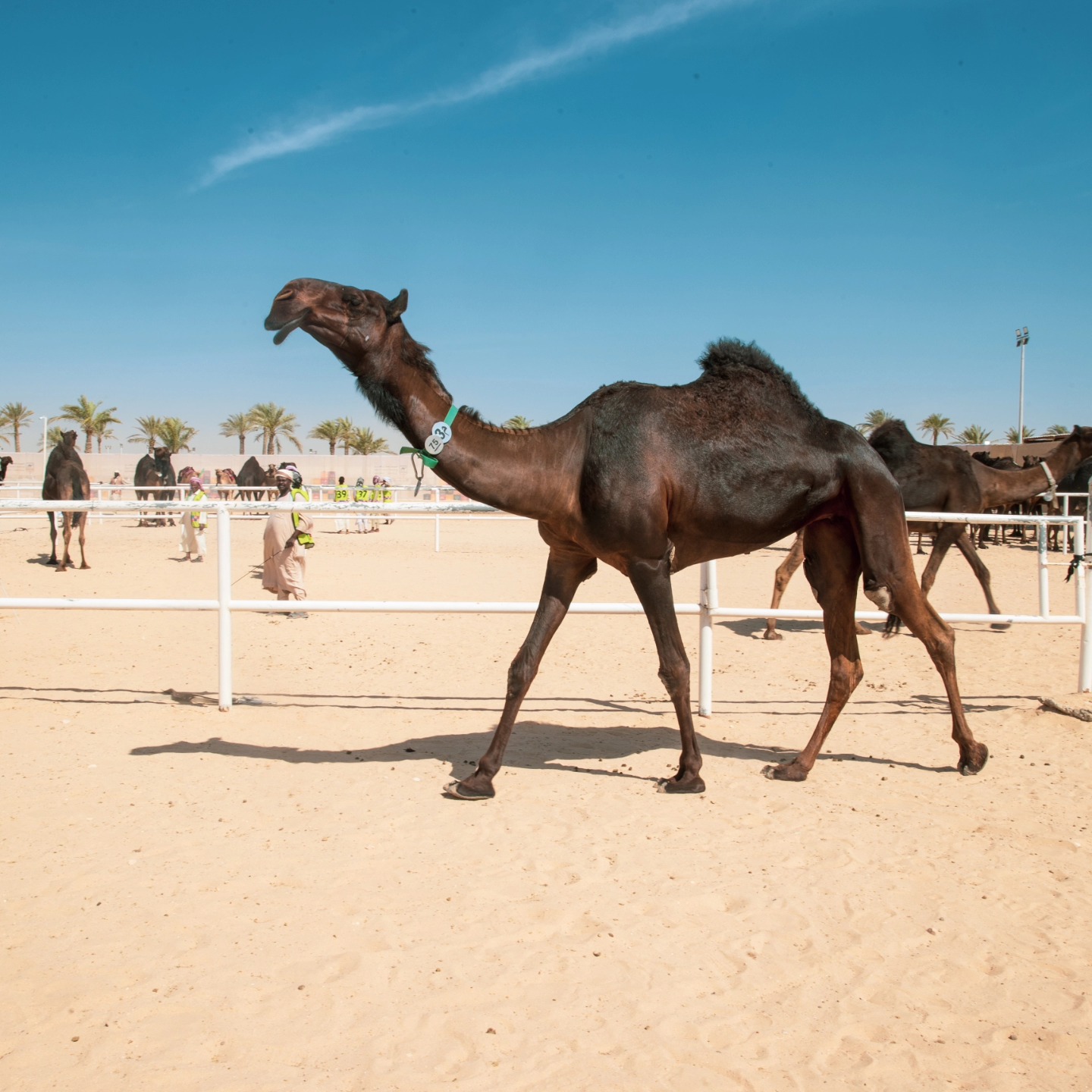 اختتام مهرجان قطر للإبل “جزيلات العطا” في نسخته الخامسة للعام 2026 والتتويج الجمعة